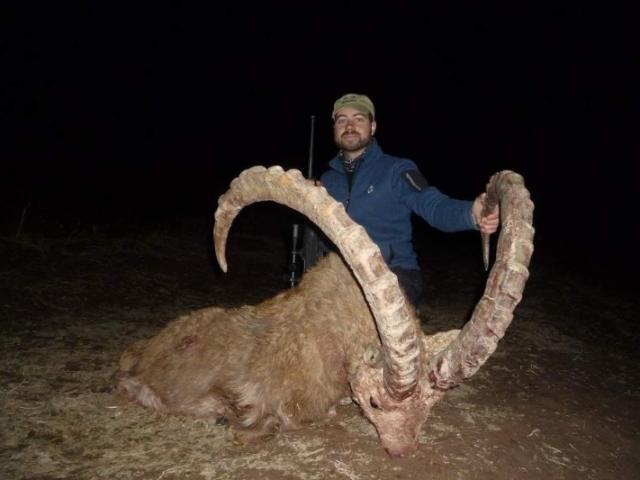 Tadjikistan - Ibex