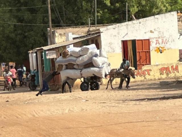 Sénégal - Petits gibiers