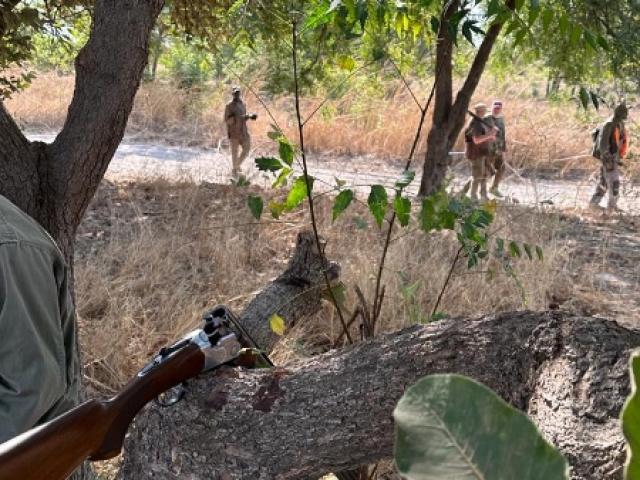 Sénégal - Petits gibiers