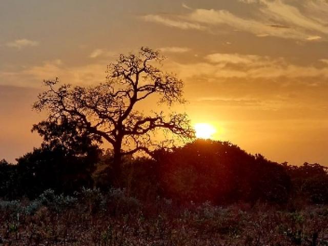 Sénégal - Petits gibiers