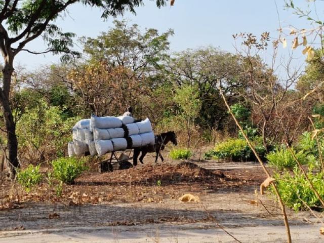 Sénégal - Petits gibiers
